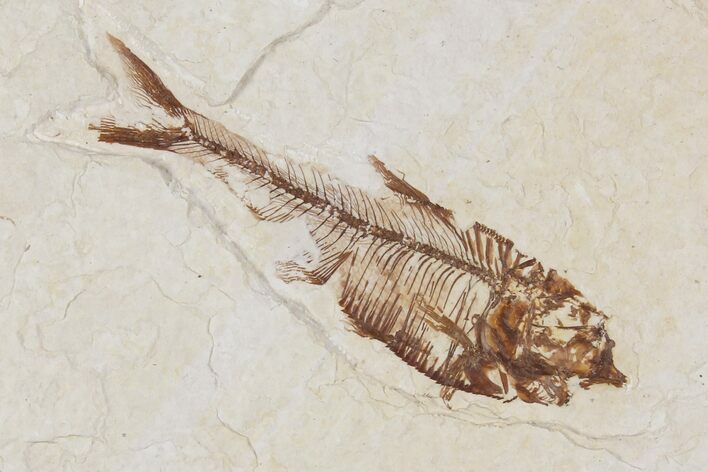 Diplomystus Fossil Fish - Wyoming #101185
